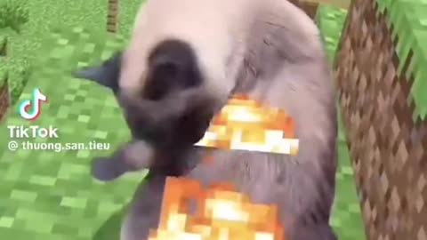 🖥️🐈 Cats From Around The Web 🐈🖥️