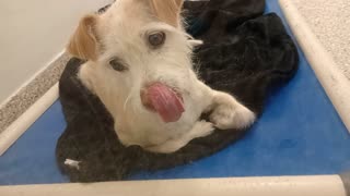 Peanut-front 9y A721903 back Francine 5y A887213 Nancy 8y A887212 kennel 85 PACC shelter20251203289