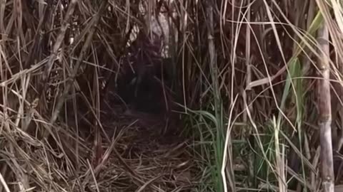 Fun #funny #video