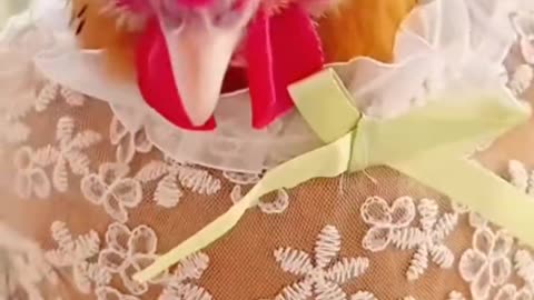The hen has put on a beautiful wedding dress. Is it ready to get married?
