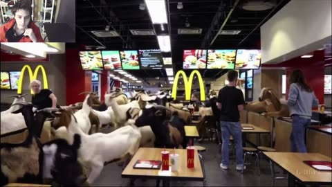 Over 15 Goats Roam Around A McDonald's Restaurant Fake Funny Parody Video With Live Commentary