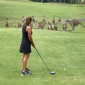 Curious kangaroos arrive as a group to watch a lady play golf