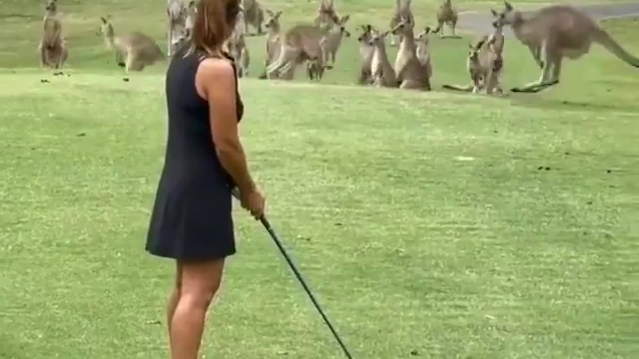 Curious kangaroos arrive as a group to watch a lady play golf