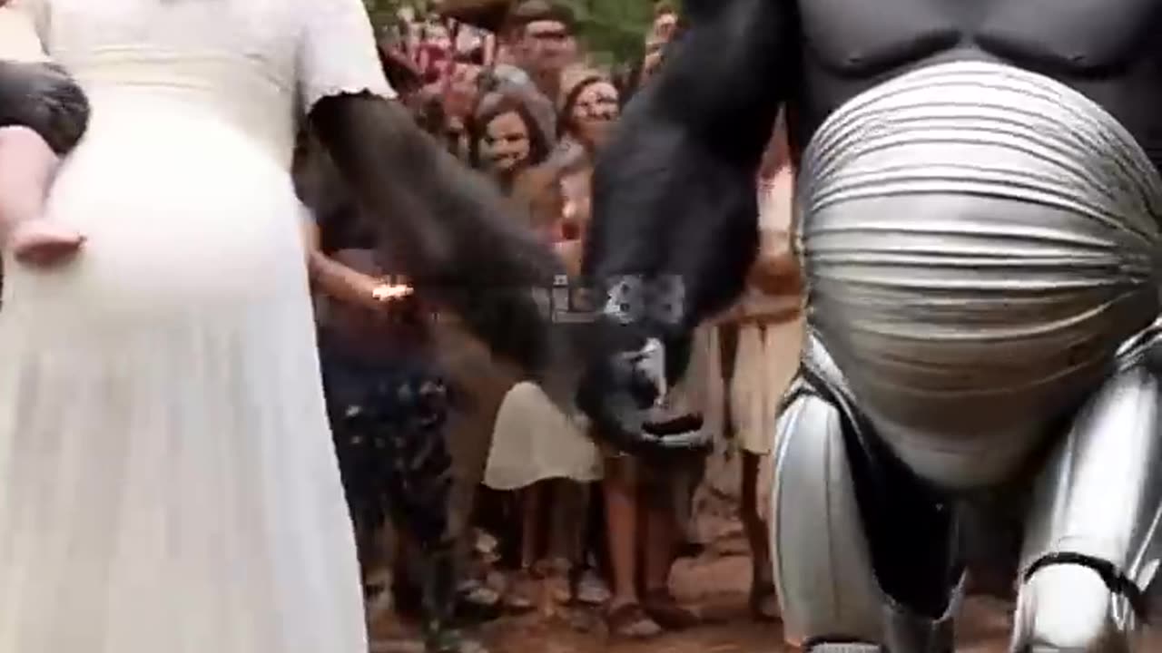 Gorilla Gets Pregnant At Wedding: Message From AI #nature #animals #explore #funny #love #happy