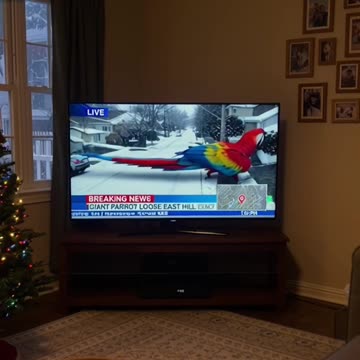 Giant Parrot Bird Attacks