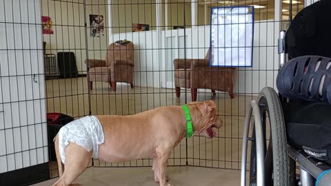 Allison 6y A859449 change diapers often@TRN, from kennel 95 small PACC doggies 20250511522