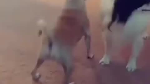 Monkey & Dog Dance Patli Kamariya