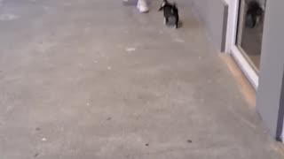 😂 Happy First Puppy Day! | FunFM