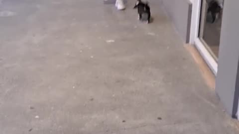 😂 Happy First Puppy Day! | FunFM