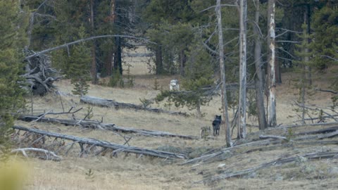 Alpha Wolf Summons The Pack