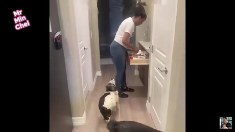 FUNNY PETS