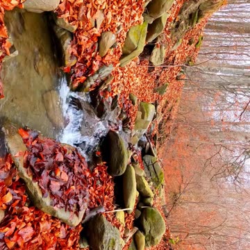 Autumn Leaves #autumn #leaves #trees #beautiful #nature #relaxing #earth #stressrelief