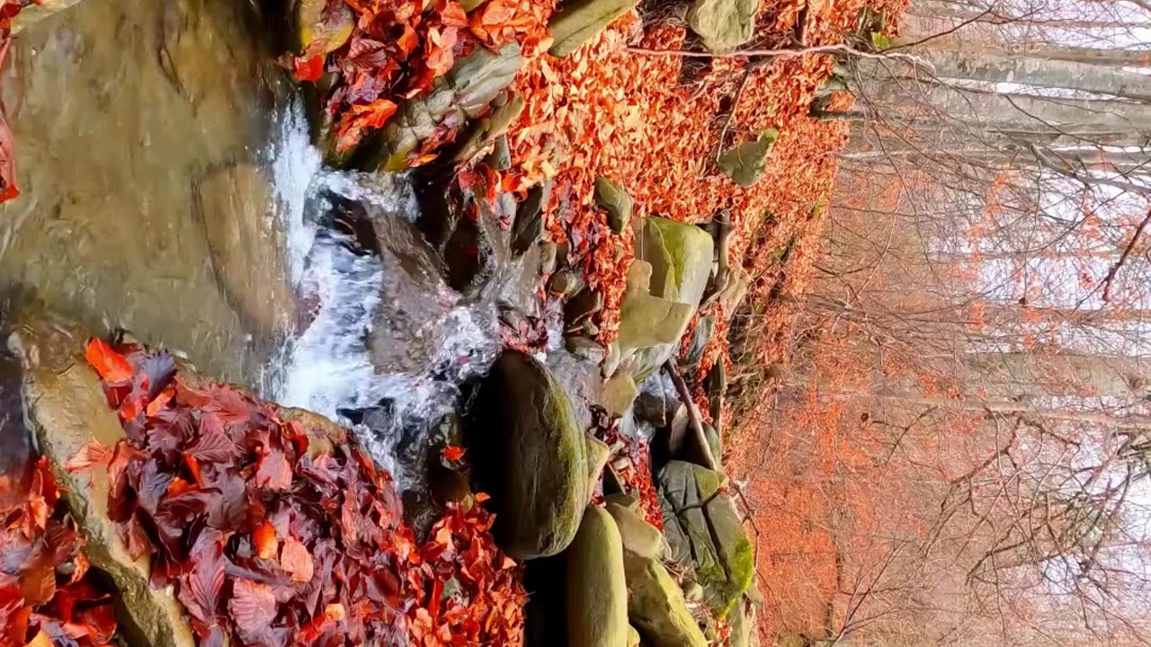 Autumn Leaves #autumn #leaves #trees #beautiful #nature #relaxing #earth #stressrelief