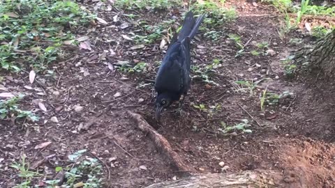 The black bird try to eat the tree rood.😇🥹