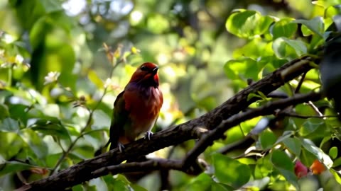 Beautiful Bird on the Branch