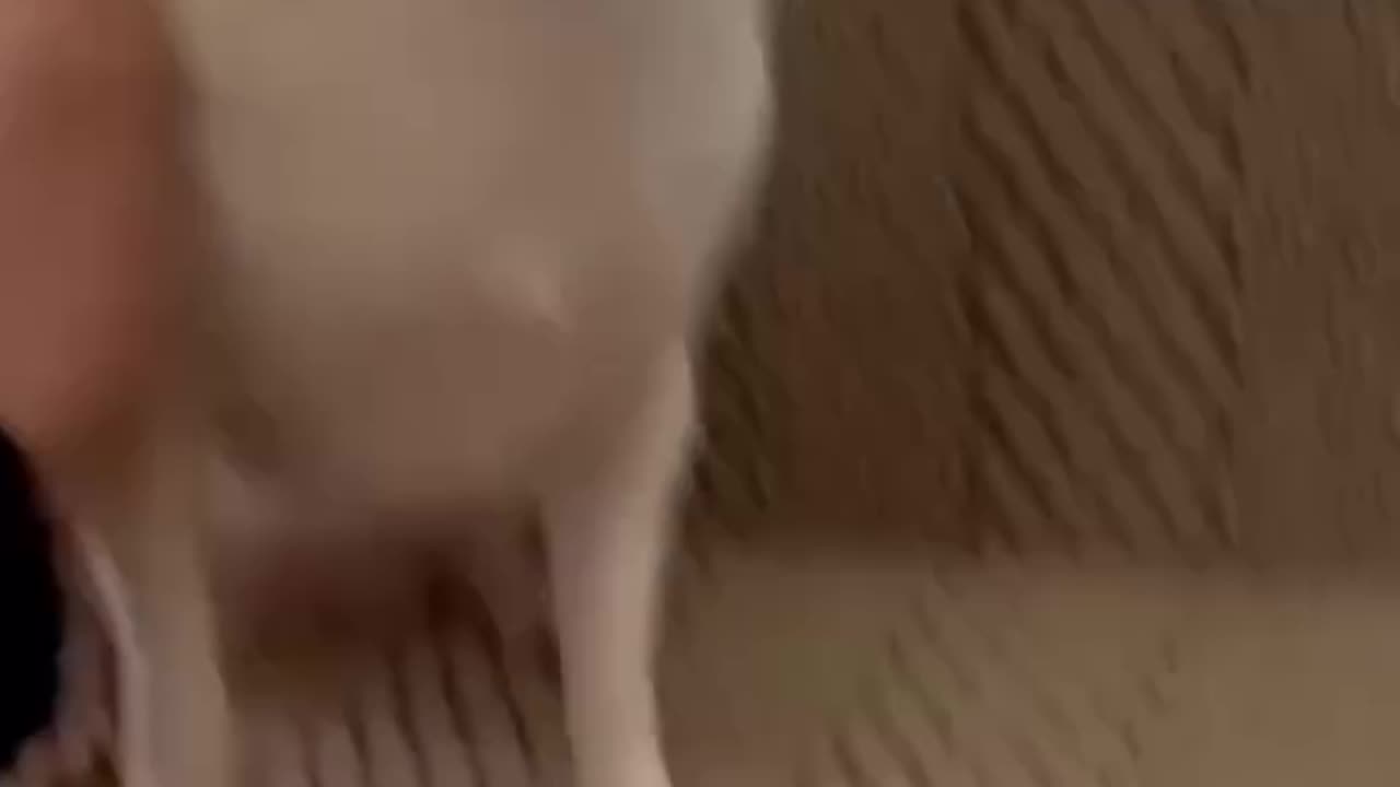 Cute puppies
