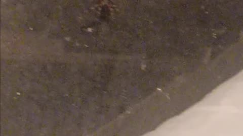 Orb weaver