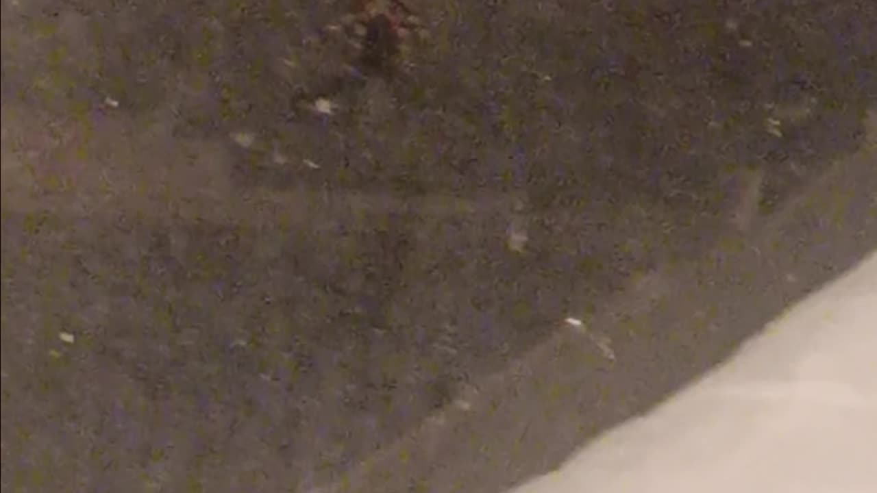 Orb weaver