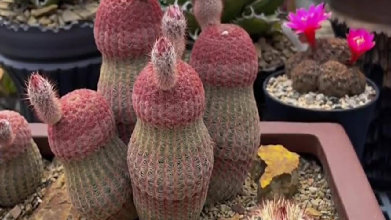 enjoy the blooming of ruby red cactus flowers