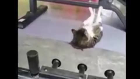 funny videos of cats and dogs