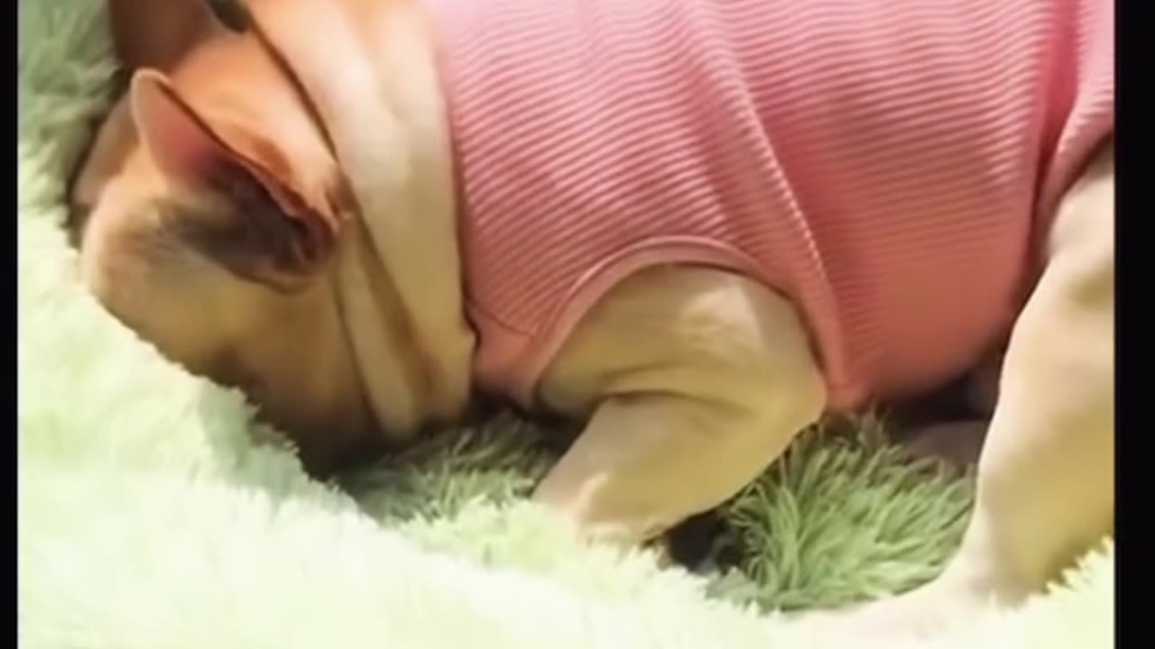 Sleepy Dog