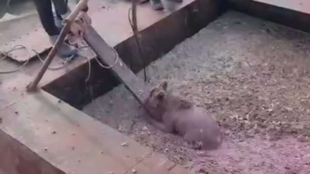 Bear rescue in Kamchatka, Russia.