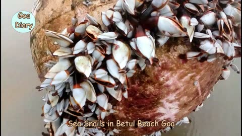 Snails In Betul Beach