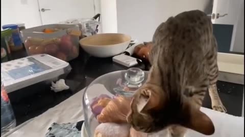 Ooooh, cats!
