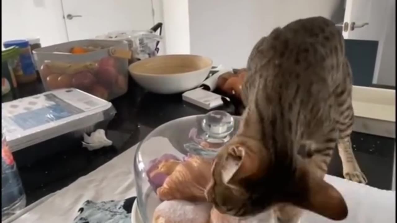 Ooooh, cats!