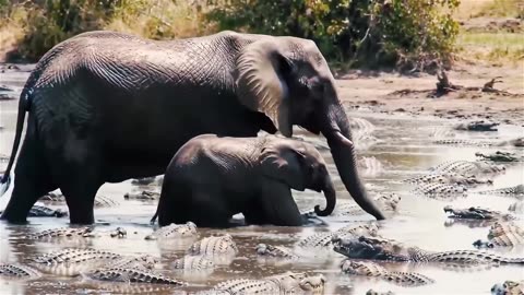 Can This Baby elephant Survive an Army of Crocodiles