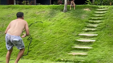 Dog Celebrates Imitating Grassy Slide