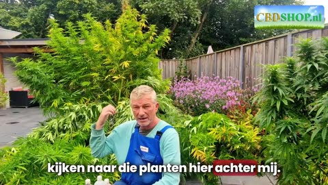 100 jaar cannabis verbod