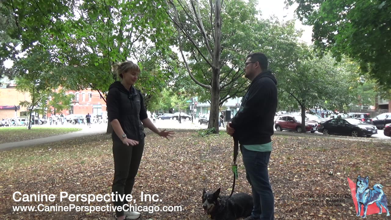Consultation: Roo | Referral, Dog Aggression, Unsociable? Or Just Needs A More Structured Approach?