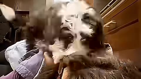 Death Prank on Dog💀 #funniestanimals #catvideos #funnydogs