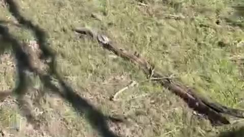 Dogo takes down buffalo on it's 1st hunt
