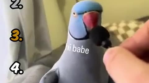 Ranking The Funniest Parrot Moments 🦜😂