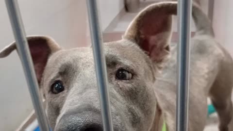 Bucky 2y A871302 kennel 112 PACC shelter he had long moments he's excited bout doggie walk2025910291