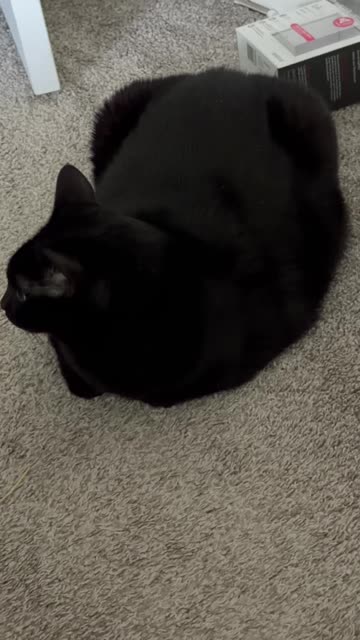 Cute Precious Piper is a Guest Room Security Loaf - My Adopted Shelter Cat Vlog. #shorts