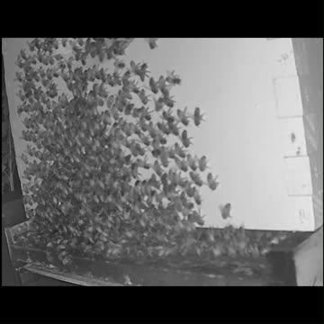 Saturday Morning Peek 2c