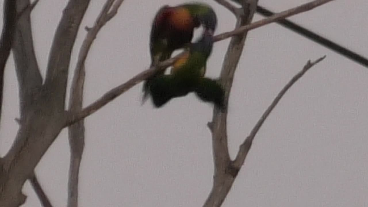 Fighting Lorikeets 2