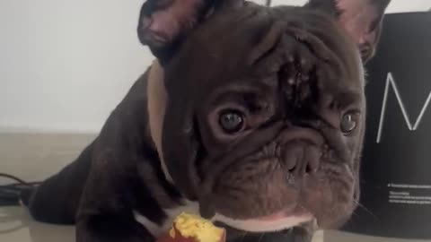 Cute dog