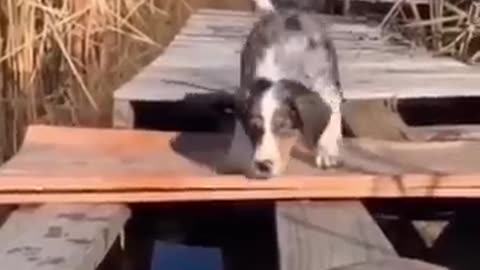 #funny #animal #video