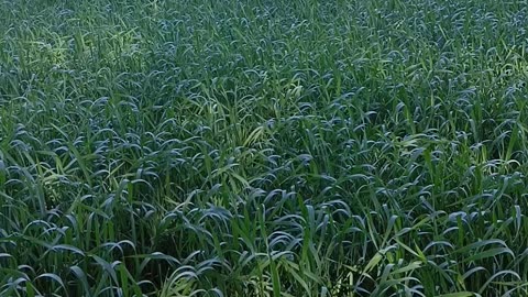 Beautiful Farm Video | Village Life in the Fields