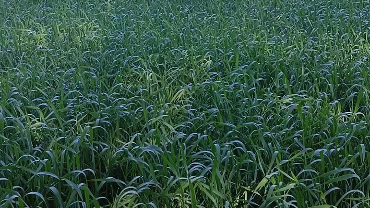 Beautiful Farm Video | Village Life in the Fields
