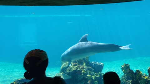 Racist dolphins