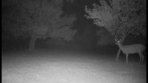 Late Summer Buck