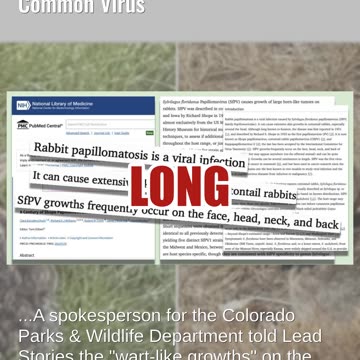 Fact Check: 'Weird Tentacles' Or 'Horns' On Rabbit Heads Caused By Common Virus