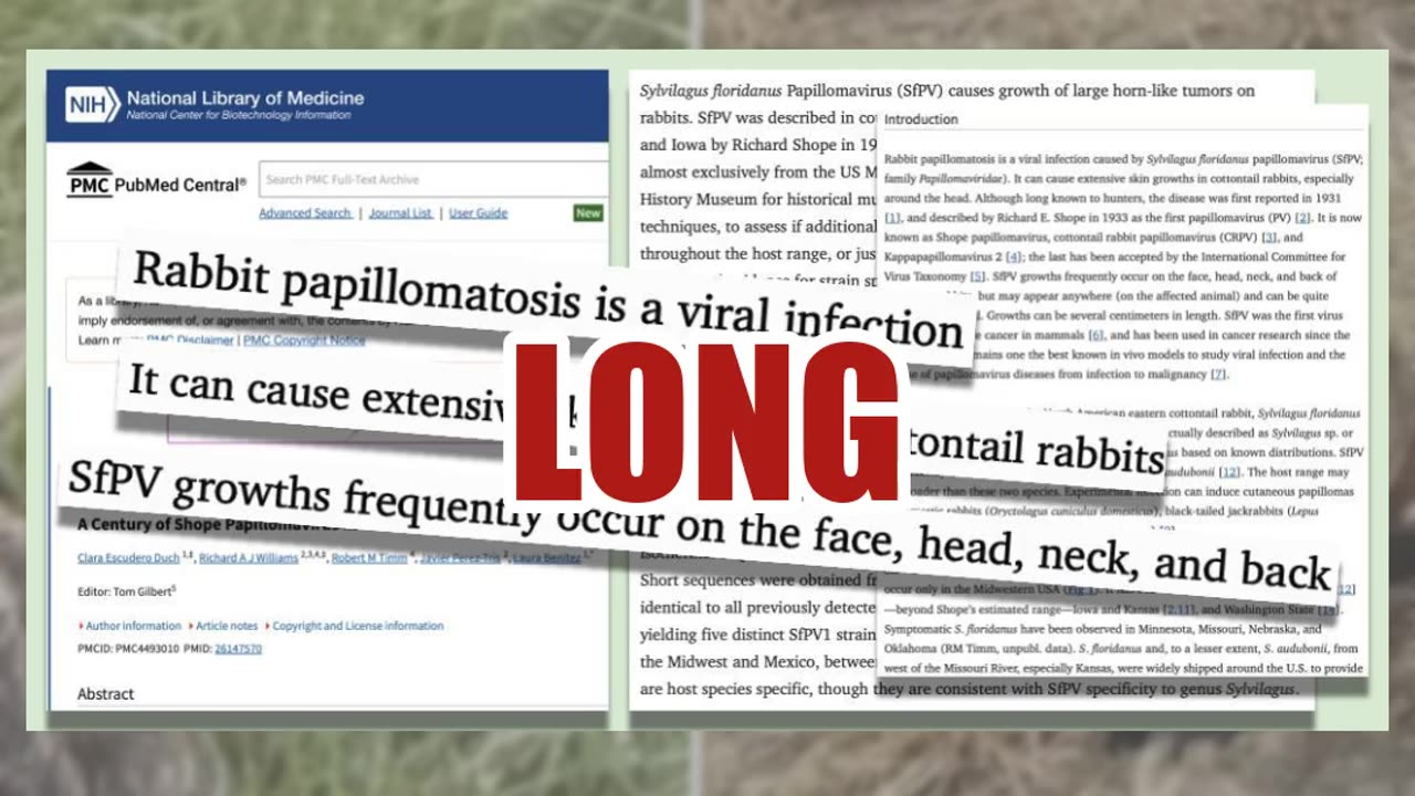 Fact Check: 'Weird Tentacles' Or 'Horns' On Rabbit Heads Caused By Common Virus