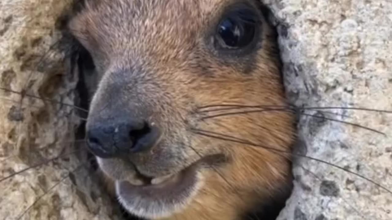 Funny video #funny #animal