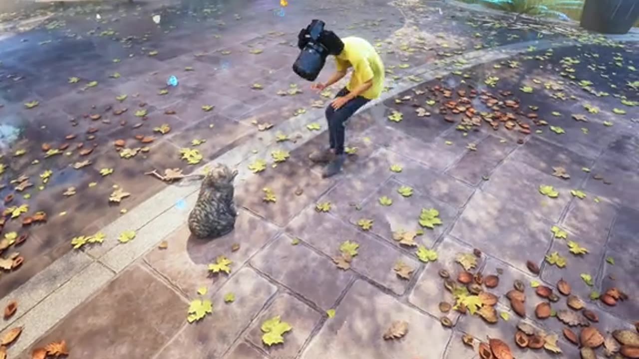 Mushroom and Cat #oiiaiiooiiai #memes #funny